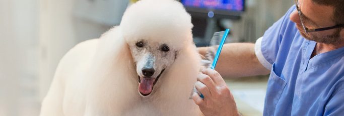 Poodle being groomed