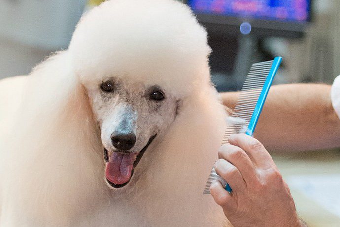 Poodle being groomed