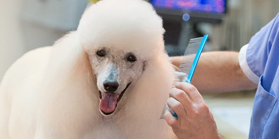 Furry friends clearance dog grooming