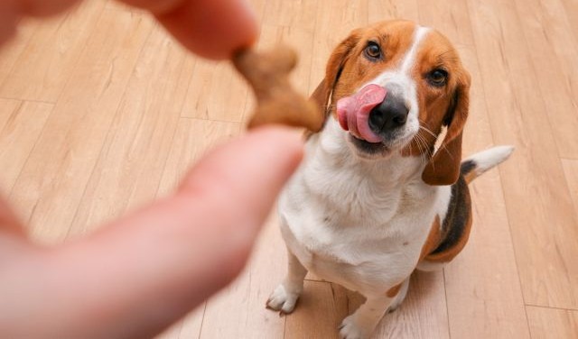 Dog Treat
